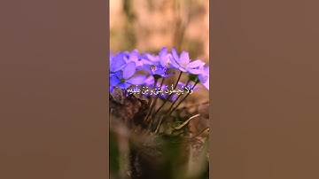 سورة البقرة  [٢٥٥] آية الكرسي #اية_الكرسي #اسلام_صبحي