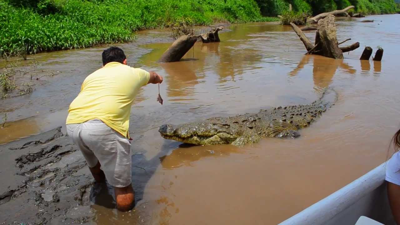 tarcoles croc tour