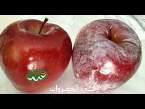 فيديو: مخطط تغذية الطماطم. علامات المشاكل