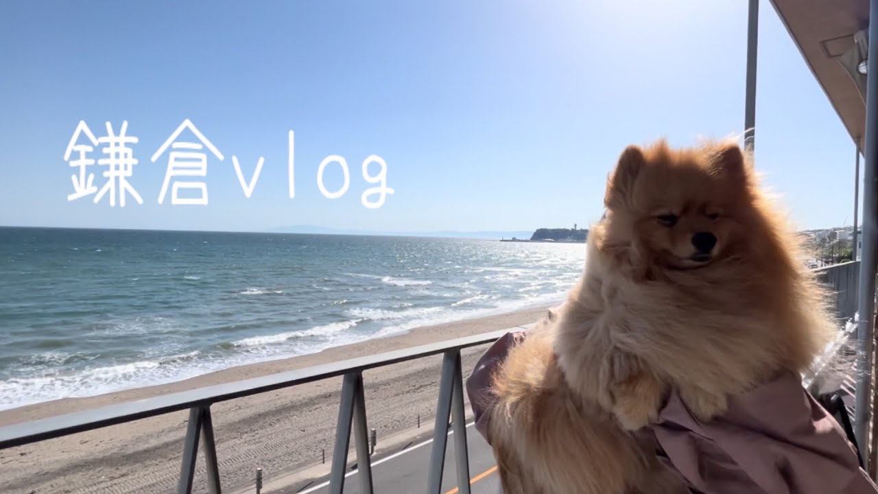 【鎌倉vlog】犬と一緒に楽しむ鎌倉の1日(犬同伴OKのお店の紹介）