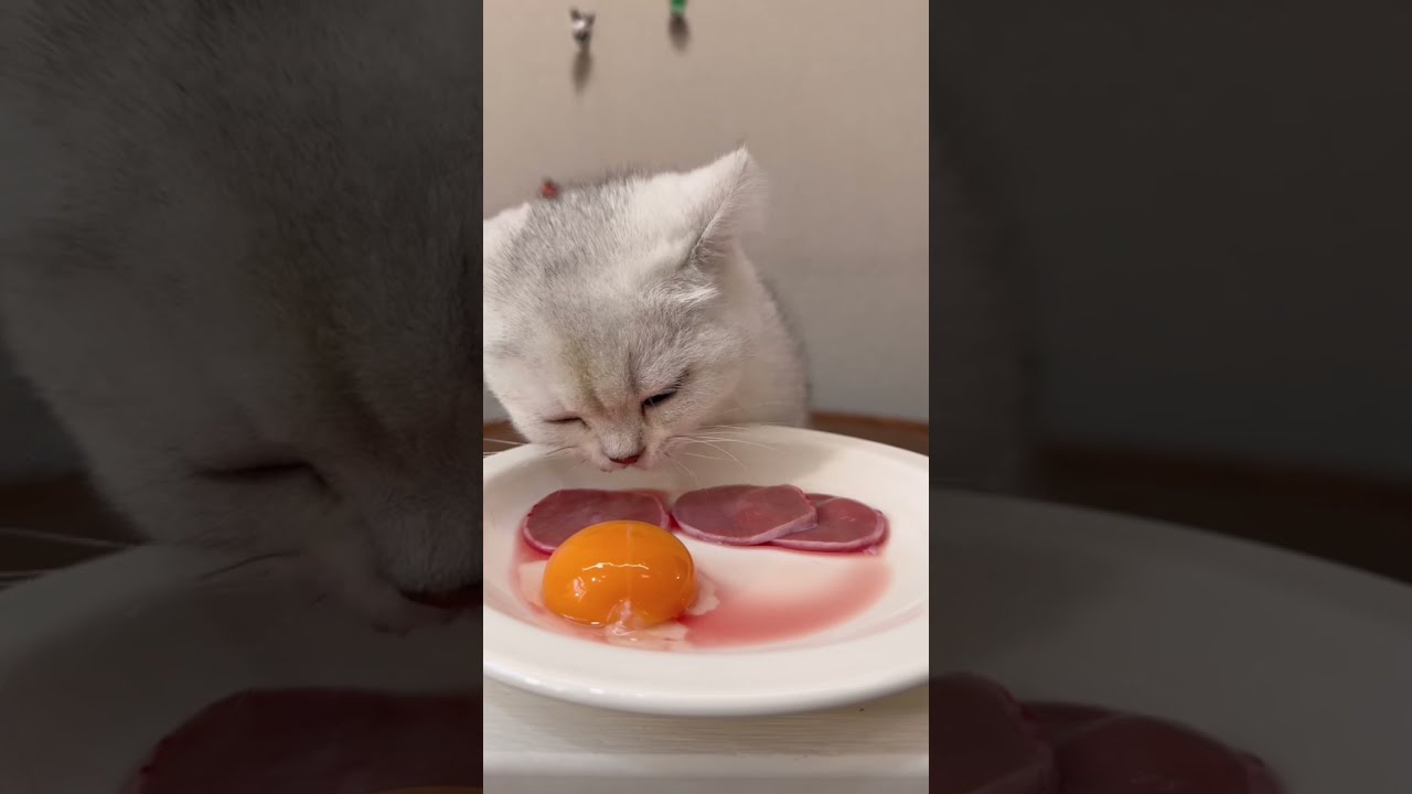 Eat A Piece Of Egg Cat With Food Addiction Raw Meat Feeding Eating Live Broadcast Beg