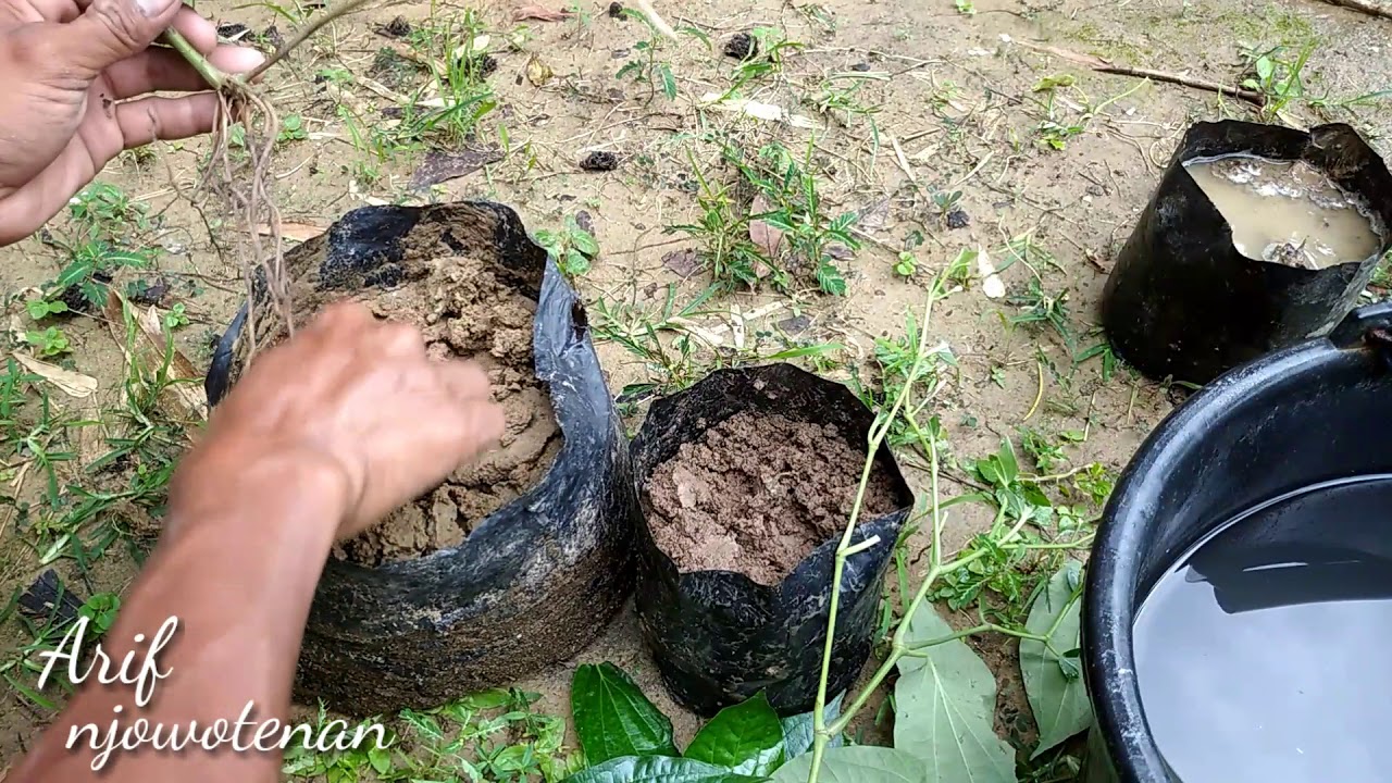 CARA MENANAM POHON SIRIH 