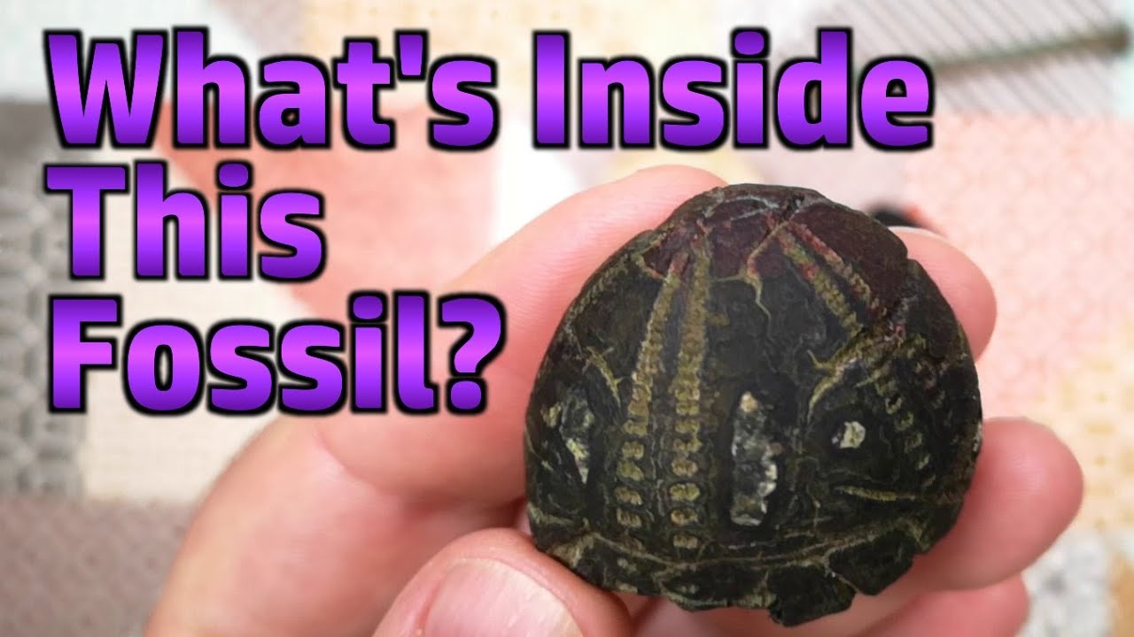 Lapping A Flint/Chert Fossil by Hand