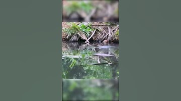 Khôn này chứ khôn nữa cũng lên bờ #lkhoa