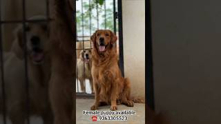 ✨ Quality Golden retriever female puppy available dm soon it #goldenretriever #goldenretrieverpuppy