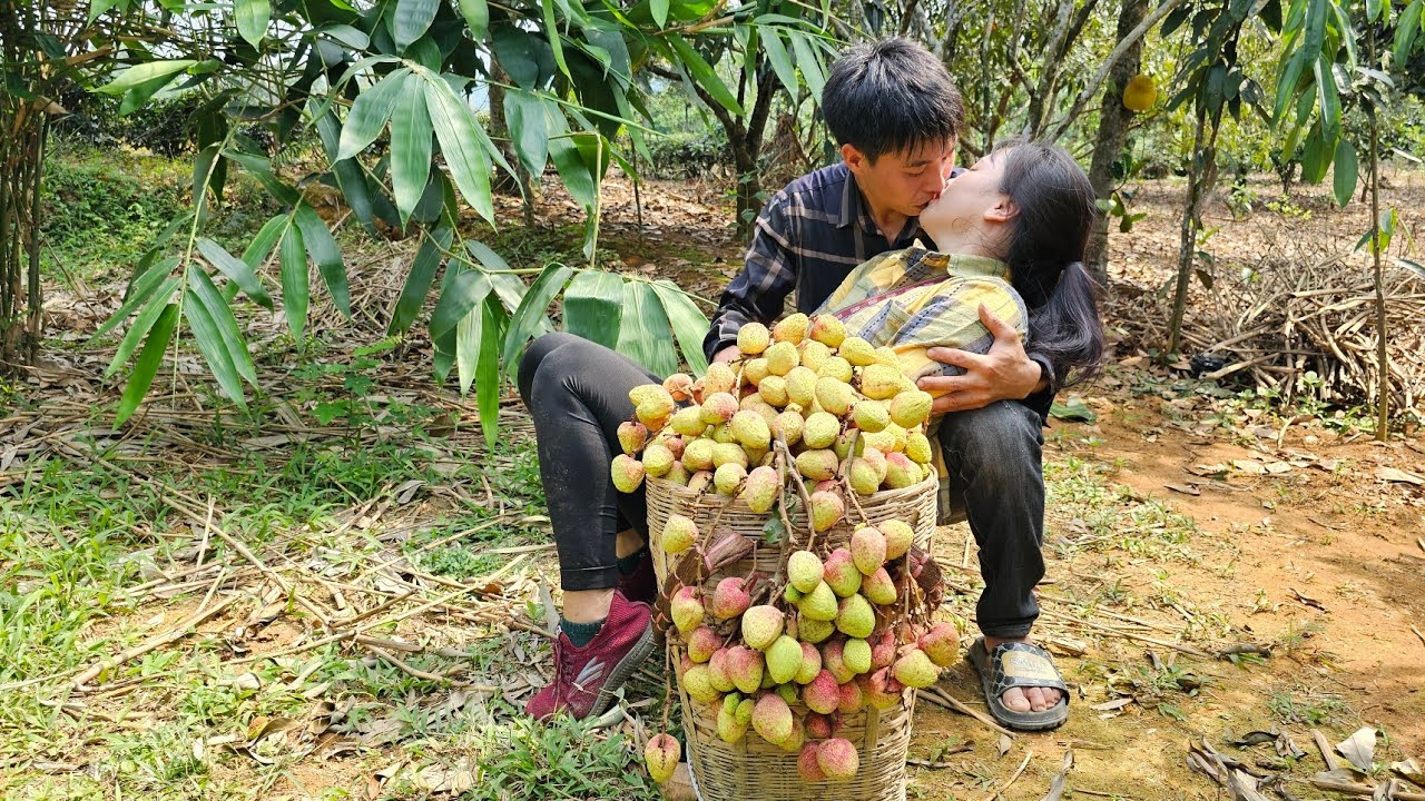 Harvesting lychees for sale at the rural market | Linh's Life