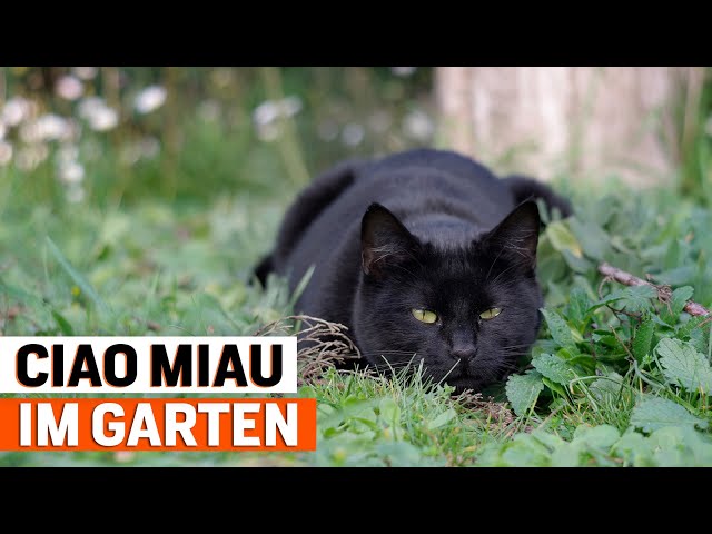 Katzen aus dem Garten vertreiben - Kammerjäger Ratgeber