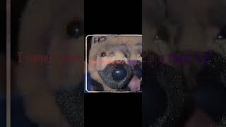 I nvr wore Yeezys that’s a fact :3 #essa #ESSA#essacommunity #gsd#yeezys#edit