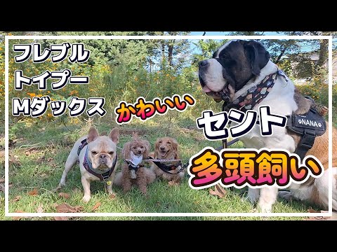 【多頭飼い】【超大型犬セントバーナードＮＡＮＡ】お散歩後🐶ある日の一コマ★３４４回目★