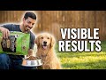 Is VICTOR Super Premium Worth It? [Dog Food Review]