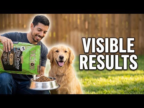Video thumbnail: VICTOR Super Premium Nutra Pro Dog Food Review: 3 Weeks of Real Testing