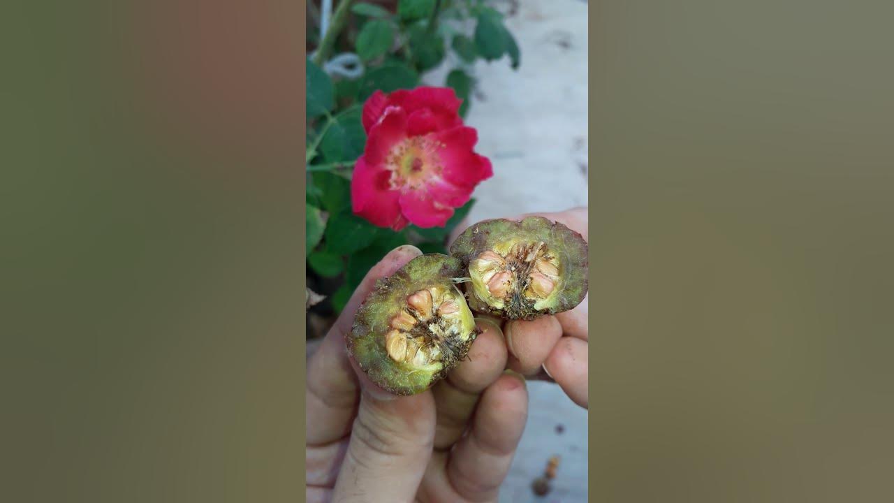How To Get Rose Seeds How to Collect Seeds from Rose Plant🌺 YouTube