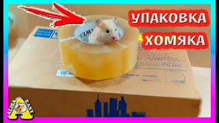 ОТПРАВКА ХОМЯКА НОВЫМ ХОЗЯЕВАМ / СИРИЙСКИЕ ХОМЯЧАТА / ХОМКИ УЕЗЖАЕТ / Alisa Easy Pets