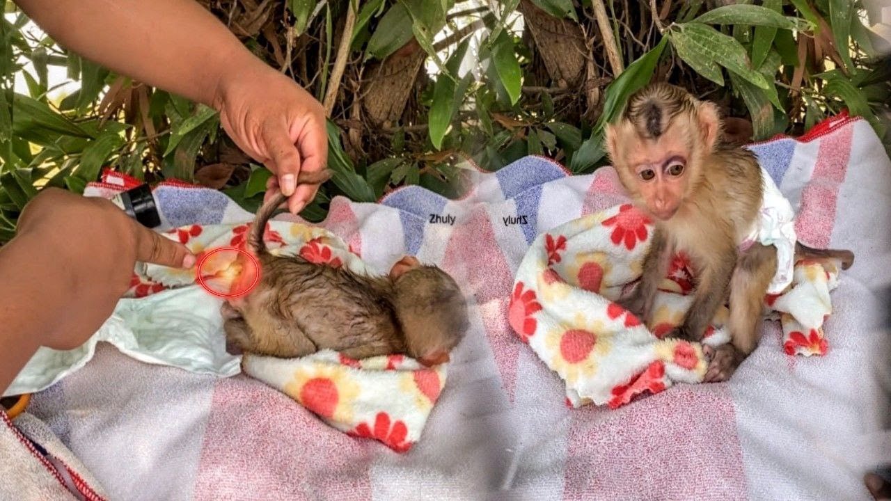 Baby Monkey Zhuly made a mistake with his father again and again, because he didn't know what to do