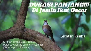 Masteran Burung SRDC BALI Gacor Full Isian