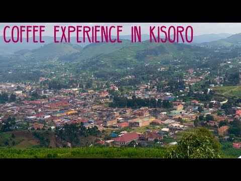 Coffee Experience in Kisoro | Uganda