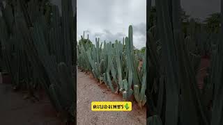 ตะบองเพชรกนผลได ยง