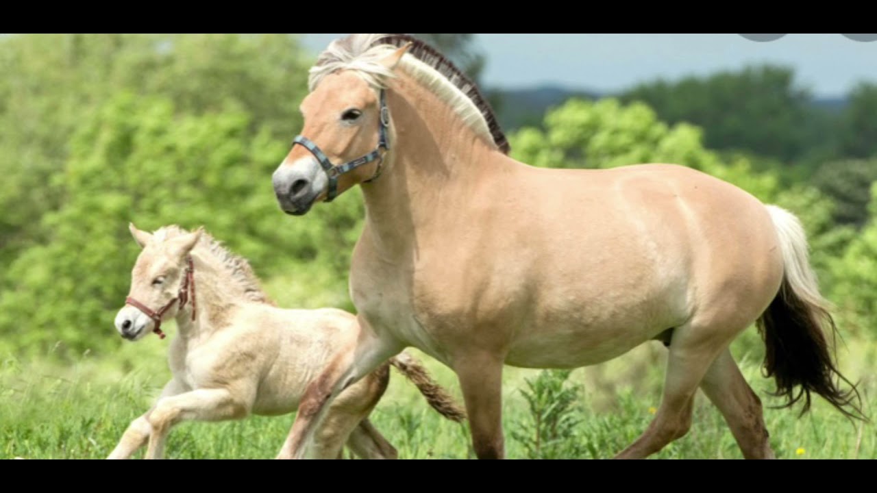 Horses galloping sound YouTube