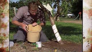 Peach Tree Borers