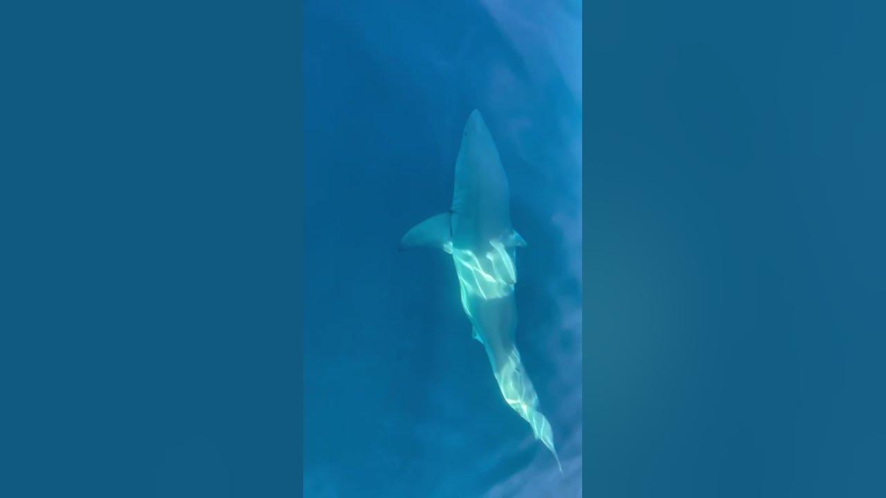 Large maco Swims under boat - YouTube