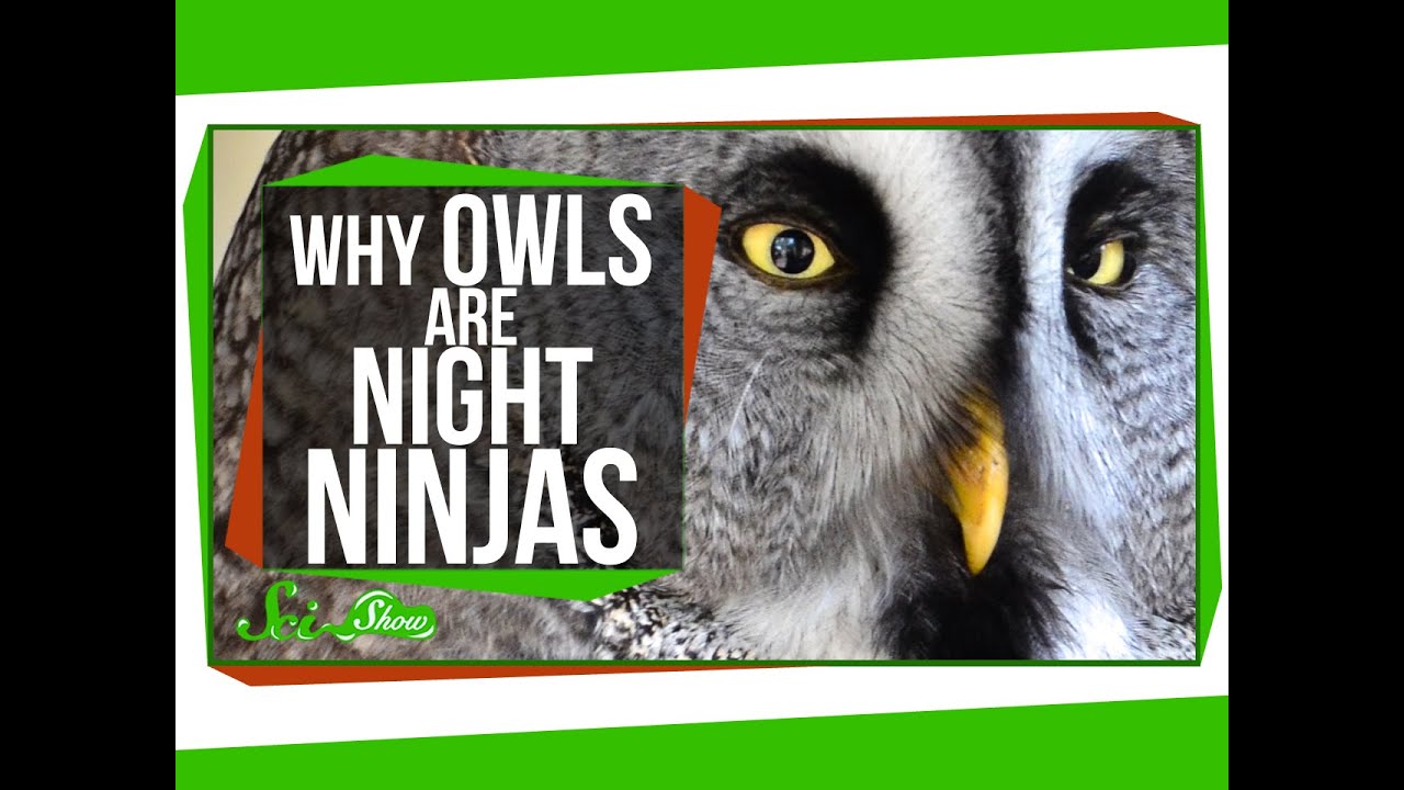 why owls are night