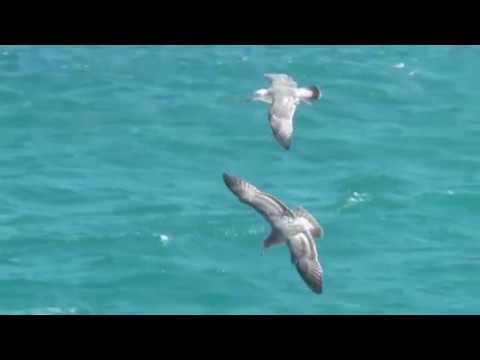 Sea Birds In Flight ( Edited Version)