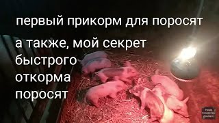 Прикорм для недельных поросят... поросята пробуют сено.