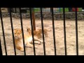 Три Лигра играют с мамой/Three ligers playing with mom