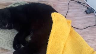 КАСТРИРОВАЛИ КОТА! ОНЕМЕЛ! КАСТРИРОВАЛИ КОТА! ОНЕМЕЛ!