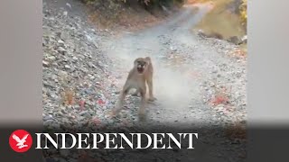 Hiker chased by cougar after getting near cubs