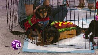 Tennessee Dachshund Rescue