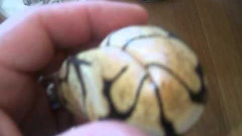 The snakes have arrived! AWESOME BALL PYTHON UNBOXING!! King Kong Constrictors Video #3