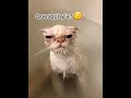 LE FRIGO IL EST TOMBER😨😢#drôle#chat#humour