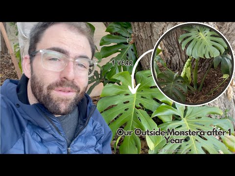 How is it GROWING? Our Outside Monstera Plant after 1 Year in Phoenix, AZ!  And Garden Update! - YouTube