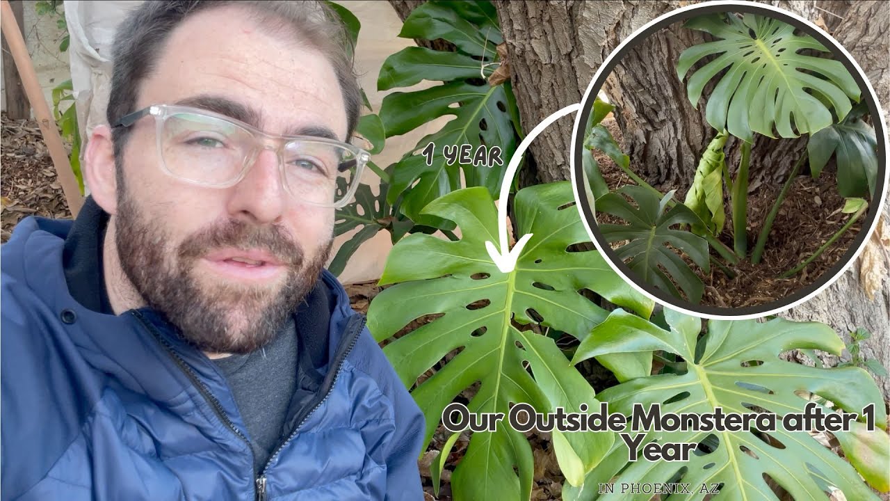 Monstera Growing Conditions Outside Monstera Growing Conditions Outside