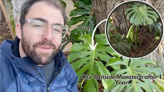 prayer plant Prayer Plant | Unique House Plant | Same-Day Delivery main image 0
