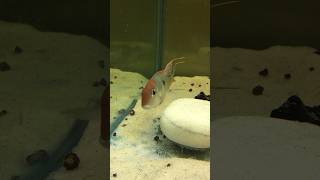 #Geophagus #Tapajos #Aquariumfish #Fish #Fishvideo