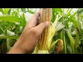Кукуруза в 2021 году, Что получилось вырастить ?Будет ли урожай?