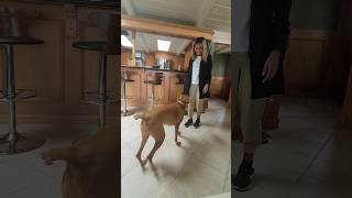 #Hungarian VIZSLA'S #shorts #viralvideo