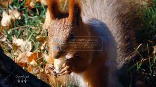 Stock footage / Squirrel Sits on the Grass and Eats Meals