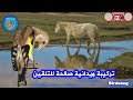 تركيبة ويدانية لتسميع صغار الحسون و هجينه Terkiba Widania