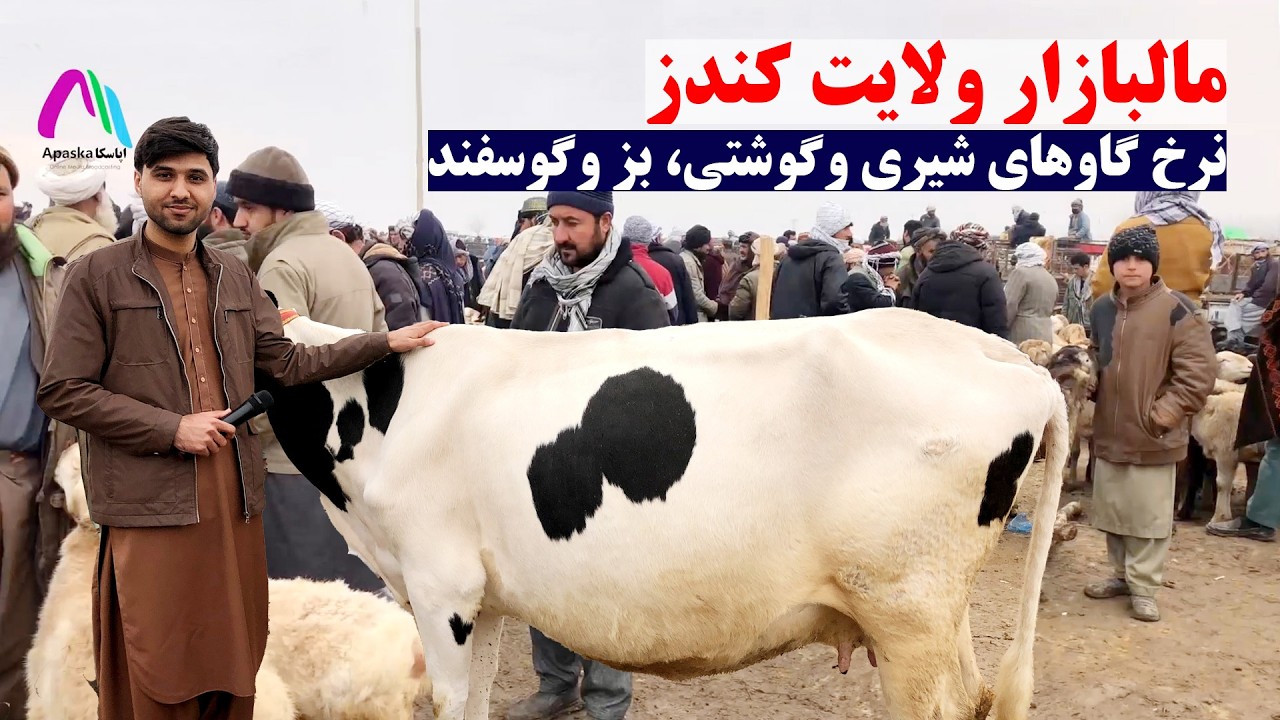 مالبازار ولایت کندز | نرخ ونوای تازه مواشی | نرخ گاوهای شیری وگوشتی، بز وگوسفند | نقاش کندز | اپاسکا