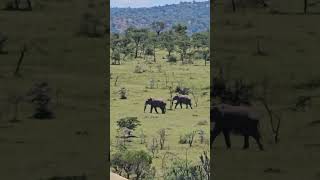 Viewing Elephants 🐘🐘🐘 from Lalashe Mara Ripoi Camp #Wildlife #Safari