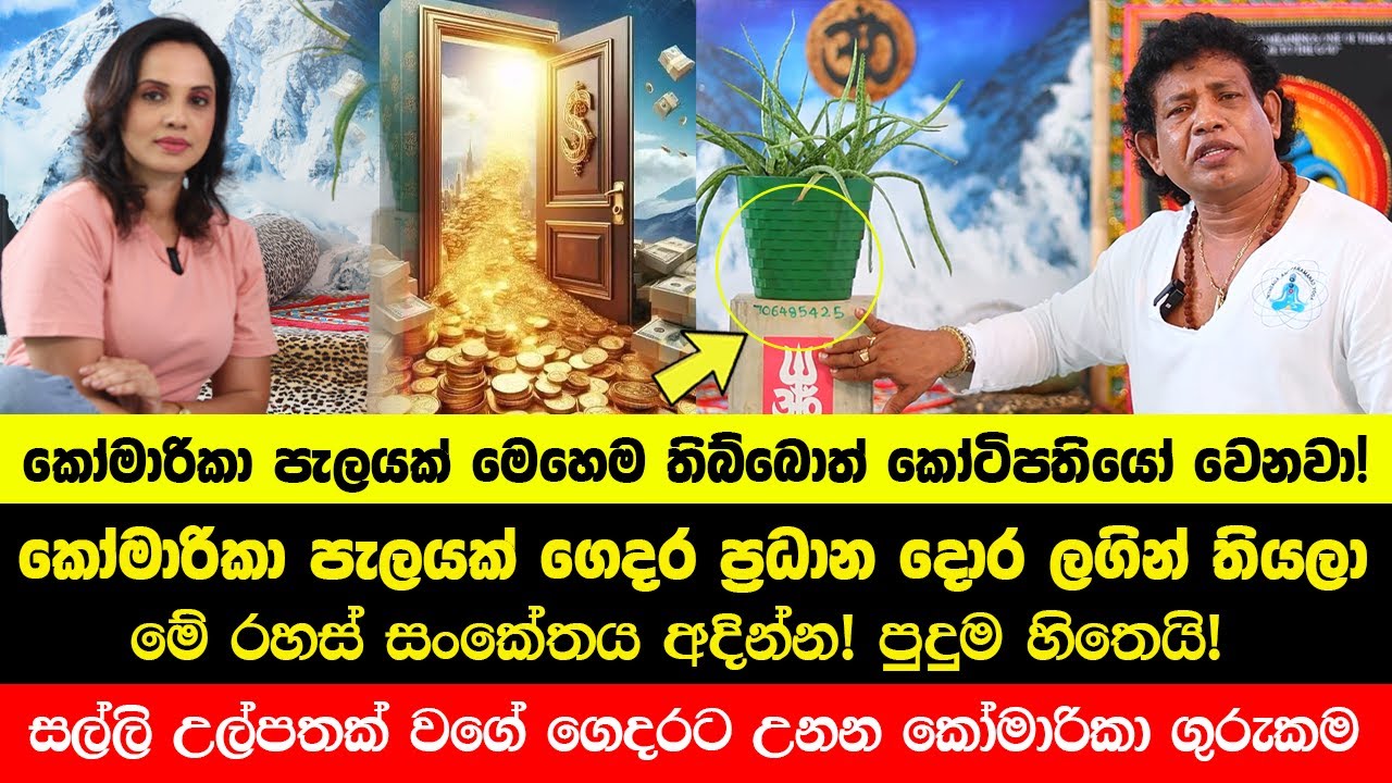කෝමාරිකා පැලයක් ගෙදර ප්‍රධාන දොර ලගින් තියලා මේ අංකය ලියන්න! | සල්ලි උල්පතක් වගේ ගෙදරට උනනවා!