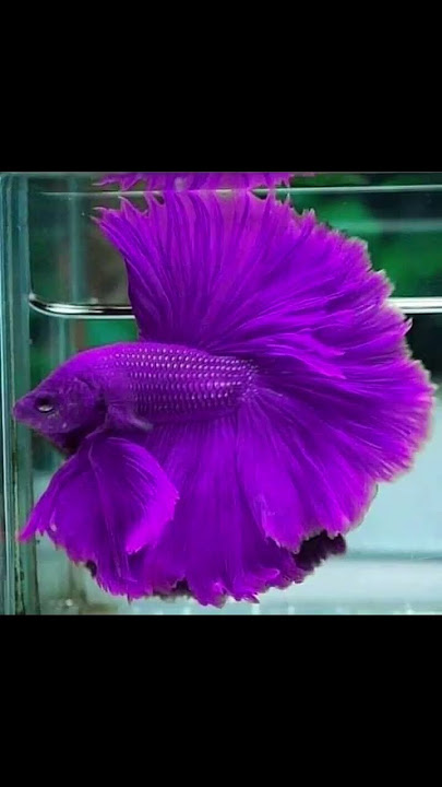4 jenis ikan cupang dengan harga fantastis