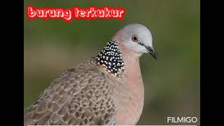 bunyi burung terkukur | ringtone | terkukur voice