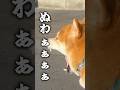 失恋を心配する柴犬こむぎ