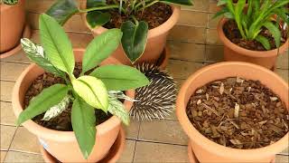 Young Echidna Exploring Our Yard by Minda2022 108 views 10 months ago 6 minutes, 44 seconds