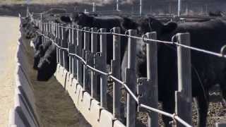 Angus VNR:  An eye on efficiency