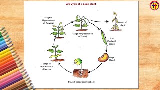 How To Draw Life Cycle Of Bean Plant Cl 6 Science Diagram With Labeling
